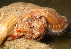 Hermit crab taken at night with Canon A95 using built in ... by Adrian Newell 